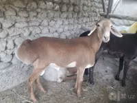 Ram, Schapen — foto 5