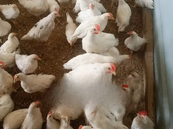 Chickens — Ghana