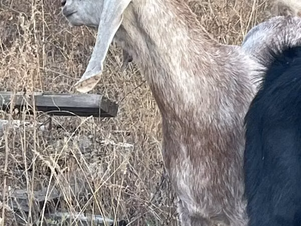 Koza, Beetal goats