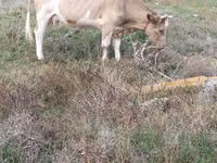 Cow, Simmental cattle — photo 4