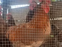Chickens — foto 1