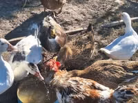 Ducks — عکس 2