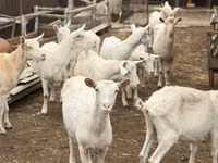 Goat, Saanen goat — photo 1