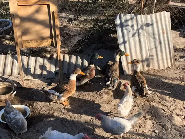 Ducks — Armenia