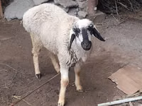 Kambing jantan, Sheep — foto 1