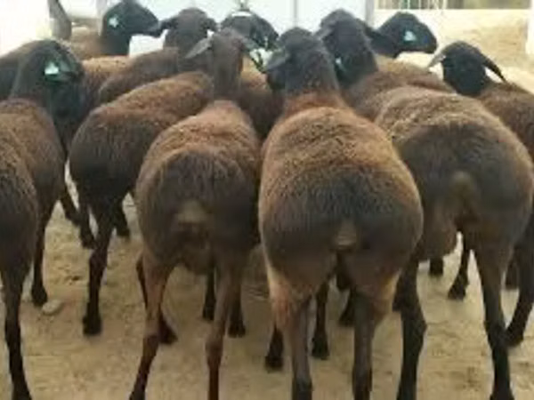Koç, Koyunlar