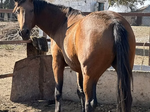 گھوڑی, Arabian horse