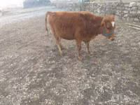Vaca, Bovinos — foto 1