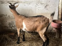 Dişi keçi, Alpine goat — foto 3