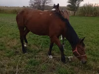 Kuda betina, Horses — foto 4