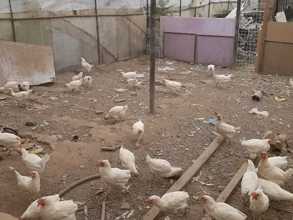 Chickens — Armenia