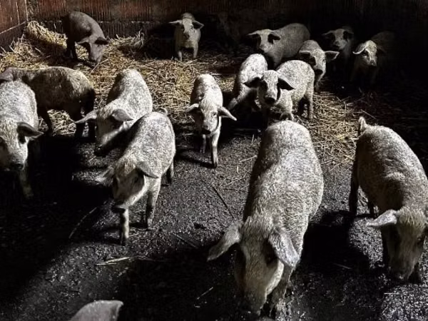 Boar,  — Hungary