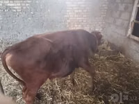Bull, Cattle — photo 3