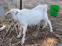 Ged, Saanen goat — foto 1