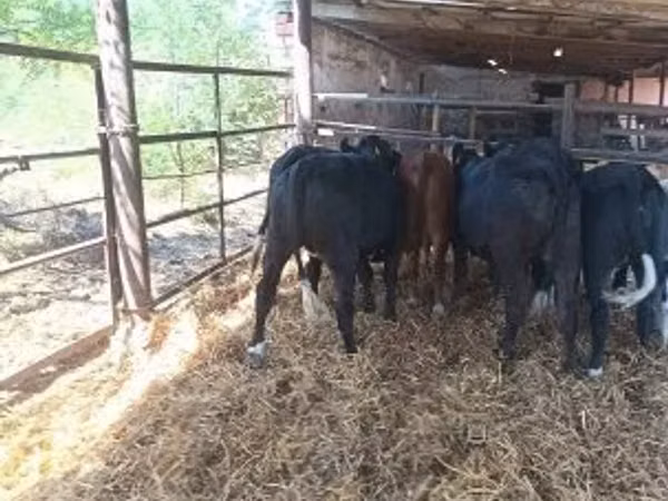 Vache, Aberdeen-Angus — Hongrie