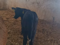 Koe, Limousin koe — foto 3