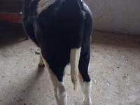 Lo’, Russian Black pied cattle — sawirka 3