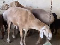 قوچ, Arashan sheep — عکس 1