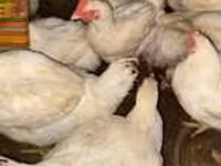 Chickens — photo 1