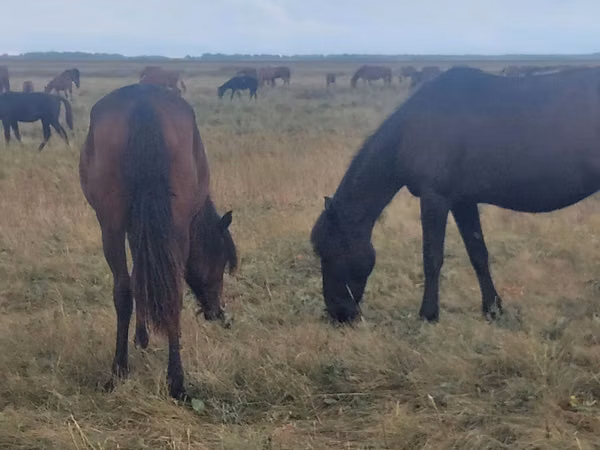 Kuda betina, Horses — Kazakhstan
