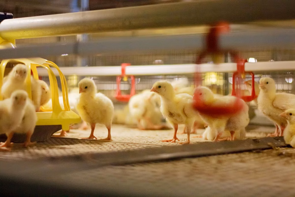 Premixuri pentru animale şi păsări / Премиксы для птиц и животных