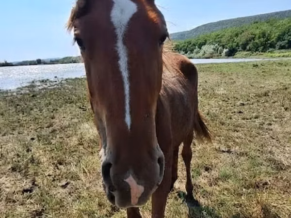 Mare, Horses — Moldova