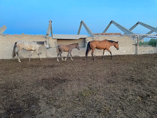 Mare, Horses — Kazakhstan