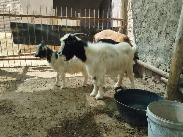 Goat, Goats — Uzbekistan