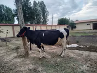 Cow, Russian Black pied cattle — photo 2