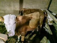 सांड, Simmental cattle — फ़ोटो 5