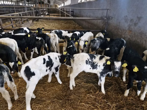 Bull, Russian Black pied cattle — Poland