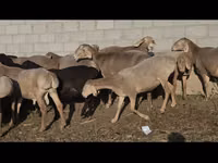 Sheep, Arashan sheep — photo 3