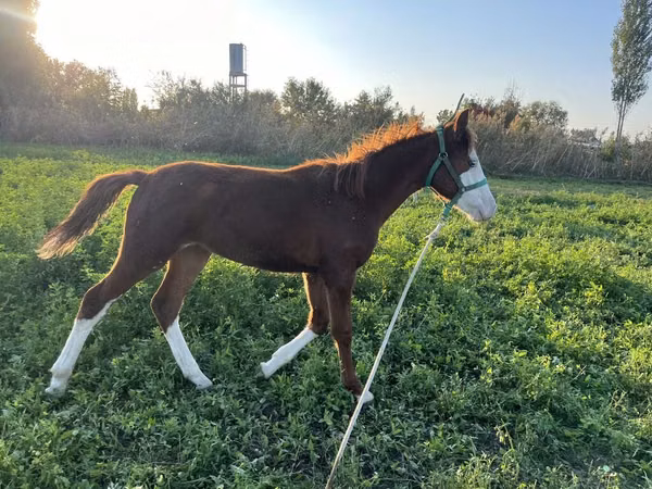 مادیان, Kyrgyz Horse