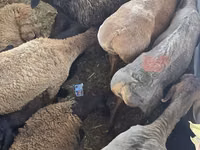 Ram, Sheep — photo 2