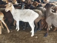 Ram, Sheep — photo 2