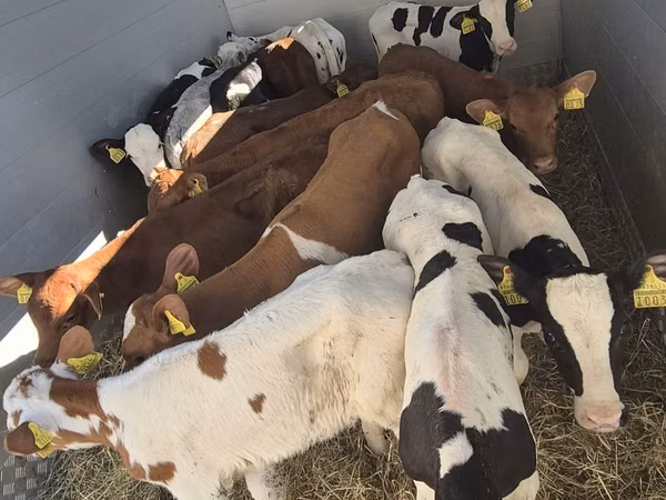 सांड, Simmental cattle — पोलैंड