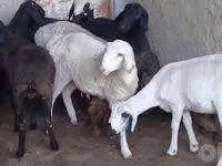 Kos, Juhok — 2. fotó