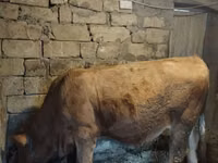 Bull, Simmental cattle — photo 5