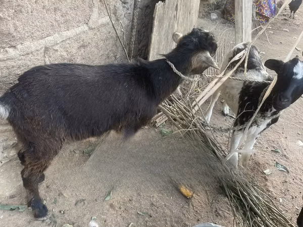 Արու այծ, Այծեր — Գանա