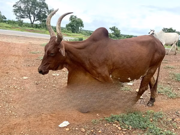 Vache, Brahmane