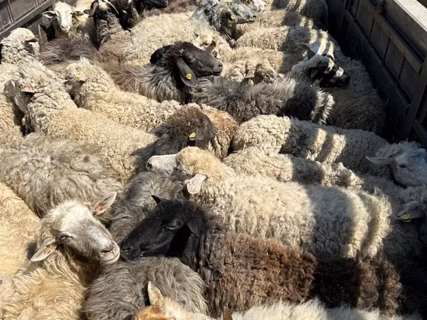 قوچ, گوسفند