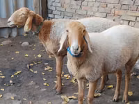 Sheep, Arashan sheep — photo 3