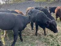 Bull, Aberdeen-Angus — photo 2