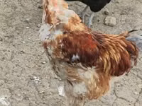 Chickens — عکس 7