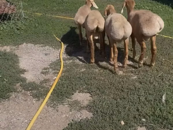 Ram, Arashan sheep — Kyrgyzstan