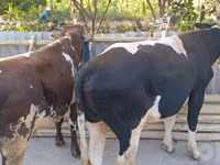 सांड, मवेशी — फ़ोटो 3