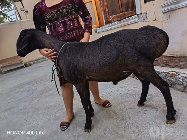 قوچ, Hissar sheep