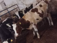 Kuh, Simmental cattle — Foto 1