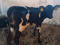 Үнээ, Russian Black pied cattle — 2 зураг