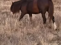 Horse (M), Kazakh horse — photo 1